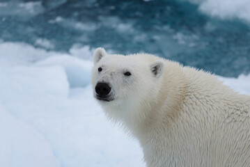 Polar bear's (Ursus maritimus) head close up