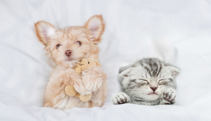 Funny Goldust Yorkshire terrier puppy hugs toy bear near sleepy tiny kitten under white warm blanket on a bed at home. Top down view