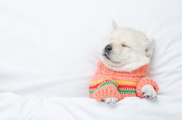 Golden retriever puppy wearing warm sweater sleeps under white blanket on a bed at home. Top down view. Empty space for text