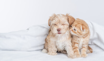 Happy Goldust Yorkshire terrier puppy and ginger kitten sit together under warm blanket on a bed at home. Empty space for text