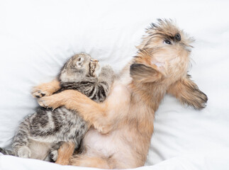 Friendly Brussels Griffon puppy hugs tiny tabby fold kitten under white warm blanket on a bed at home. Top down view