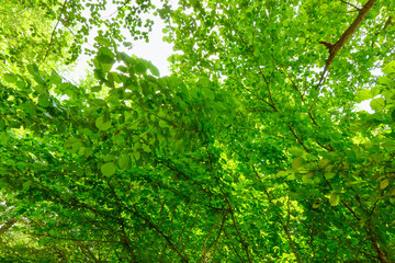 Carbon neutral or carbon net-zero concept background photo Carbon neutral or carbon net-zero concept background photo. Low angle view of lush forest.