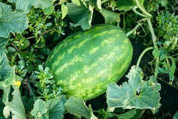 Ripe green striped watermelon ripens in a garden bed. Striped watermelon grows on melons, in green...