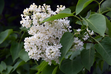 Lilac trees in lilac garden in Moscow.	
