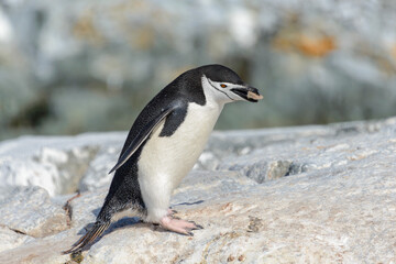 Fototapeta na wymiar Chinstrap penguin on the beach in Antarctica