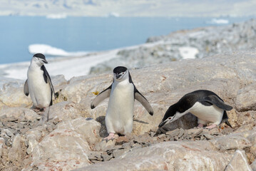 Chinstrap penguins on the beach in Antarctica