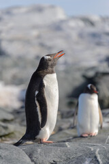 Gentoo penguin on rock in Antarctica