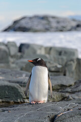 Fototapeta premium Gentoo penguin on rock in Antarctica
