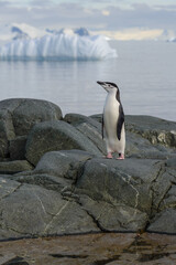 Fototapeta premium Chinstrap penguin on the rock with reflection in Antarctica