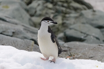 Chinstrap penguin on the snow in Antarctic