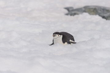Chinstrap penguin creeping on snow