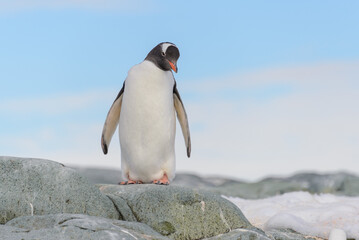 Fototapeta premium Chinstrap penguin on the snow in Antarctic