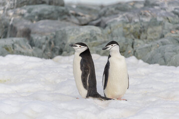 Chinstrap penguin on the snow in Antarctic