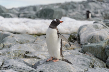 Gentoo penguin on the snow in Antarctic