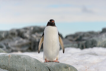 Obraz premium Gentoo penguin on the snow in Antarctic