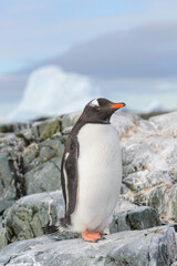 Naklejka premium Gentoo penguin on the snow in Antarctic