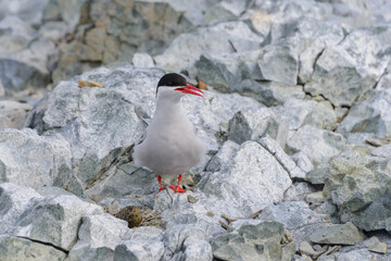 Seagull on the rock