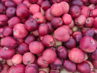 lots of fresh red apples of the new harvest on the supermarket counter