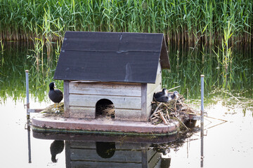 The coot standing on its man-made nest, with its chicks on the back of the nest, photo taken in the village of Zoutkamp, province of Groningen