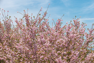 Fototapety  Spring background with Japanese Cherry Flowers. Prunus serrulata and blue sky. Spring flowers pattern. Pink Cherry blossom. Spring flowers pattern. Sacura cherry-tree.