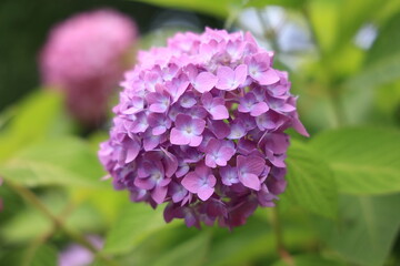 Fototapeta premium 紫陽花