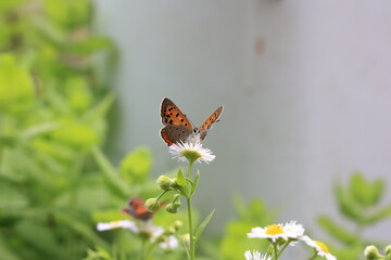ベニシジミチョウ