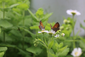 ベニシジミチョウ