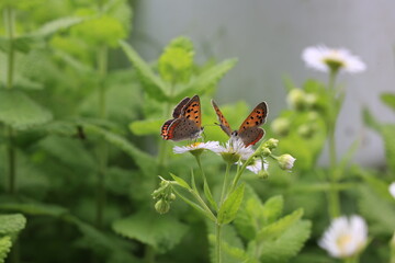 ベニシジミチョウ