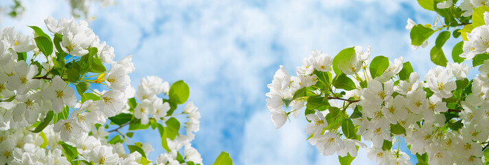 White apple blossoms against a blue sky, illuminated by the sun.Beautiful natural background with a copy space,panoramic view