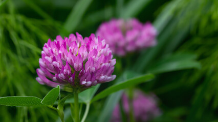 Obraz premium Red clover flowers in a summer meadow, selective focus