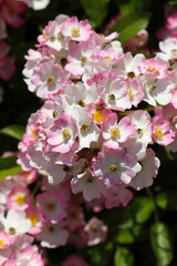 Beautiful mix pink coloring elegant rose flower 