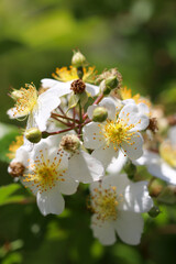 Simple design white rose flower 
