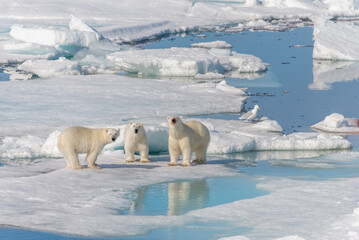 Plakat Wild polar bear (Ursus maritimus) mother and two young cubs on the pack ice, north of Svalbard Arctic Norway