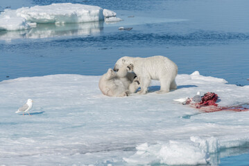 Two young wild polar bear cubs playing on pack ice in Arctic sea, north of Svalbard