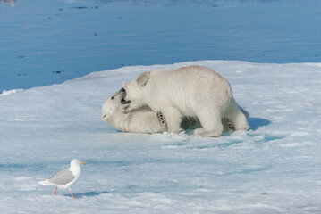 Two young wild polar bear cubs playing on pack ice in Arctic sea, north of Svalbard