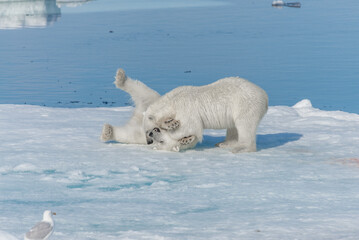 Two young wild polar bear cubs playing on pack ice in Arctic sea, north of Svalbard