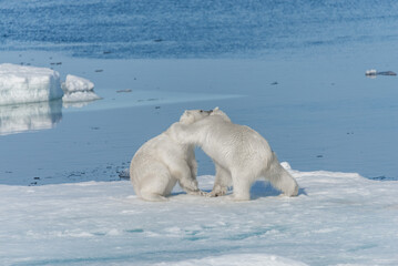 Two young wild polar bear cubs playing on pack ice in Arctic sea, north of Svalbard © Alexey Seafarer