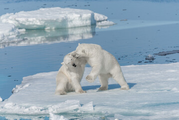 Two young wild polar bear cubs playing on pack ice in Arctic sea, north of Svalbard