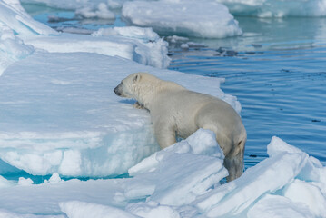 Wild polar bear (Ursus maritimus) going on the pack ice north of Spitsbergen Island, Svalbard © Alexey Seafarer