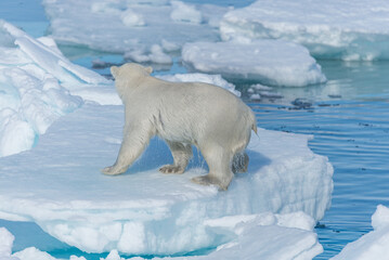 Wild polar bear (Ursus maritimus) going on the pack ice north of Spitsbergen Island, Svalbard © Alexey Seafarer