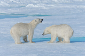 Two young wild polar bear cubs playing on pack ice in Arctic sea, north of Svalbard