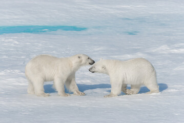 Two young wild polar bear cubs playing on pack ice in Arctic sea, north of Svalbard