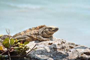 IGUANA SOBRE UNA ROCA. ACANTILADO. TULUM. MEXICO.