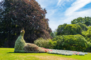 A beautiful flower bed in the shape of a peacock in the Netherlands