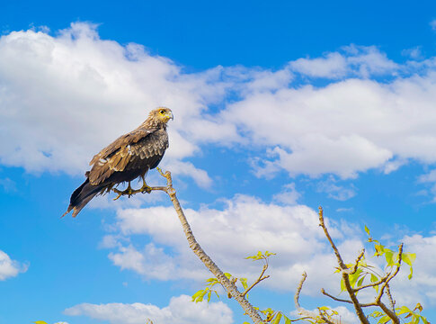 eagle in the sky height