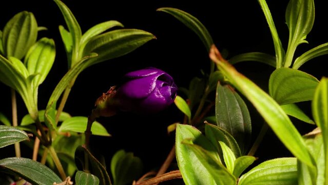 Time lapse of beautiful purple flower blooming from bud to full blossom, Tibouchina semidecandra the princess flower glory bush or lasiandra, native to Brazil, 4k footage, studio shot.