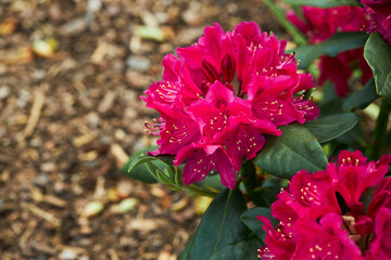 Pink Rhododendron Azalea japonica flowers in the garden. California rosebay evergreen shrub