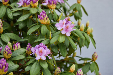 Rhododendron Catawbiense Grandiflorum purple flowers and buds close up. Called Mountain rosebay, Purple ivy, Purple laurel, Purple rhododendron, Red laurel, Rosebay, Rosebay laurel