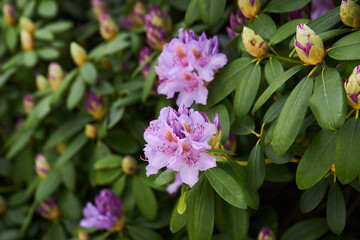Rhododendron Catawbiense Grandiflorum purple flowers and buds close up. Called Mountain rosebay, Purple ivy, Purple laurel, Purple rhododendron, Red laurel, Rosebay, Rosebay laurel
