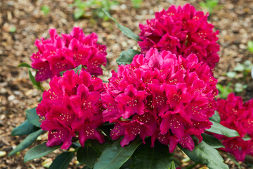 Pink Rhododendron Azalea japonica flowers in the garden. California rosebay evergreen shrub